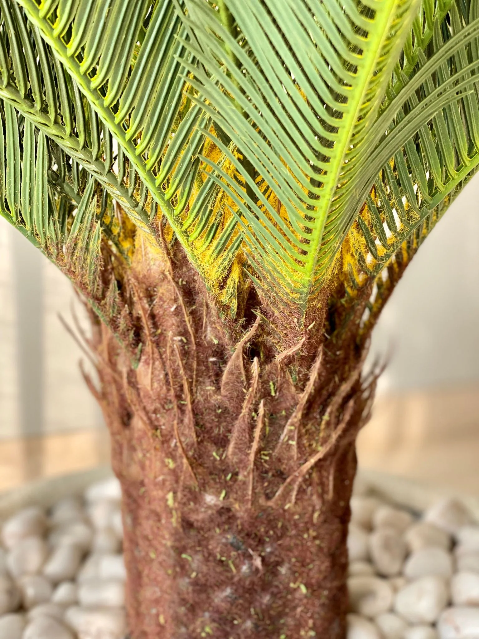 Artificial Cycas Plant - 3.5 Feet - Image 6