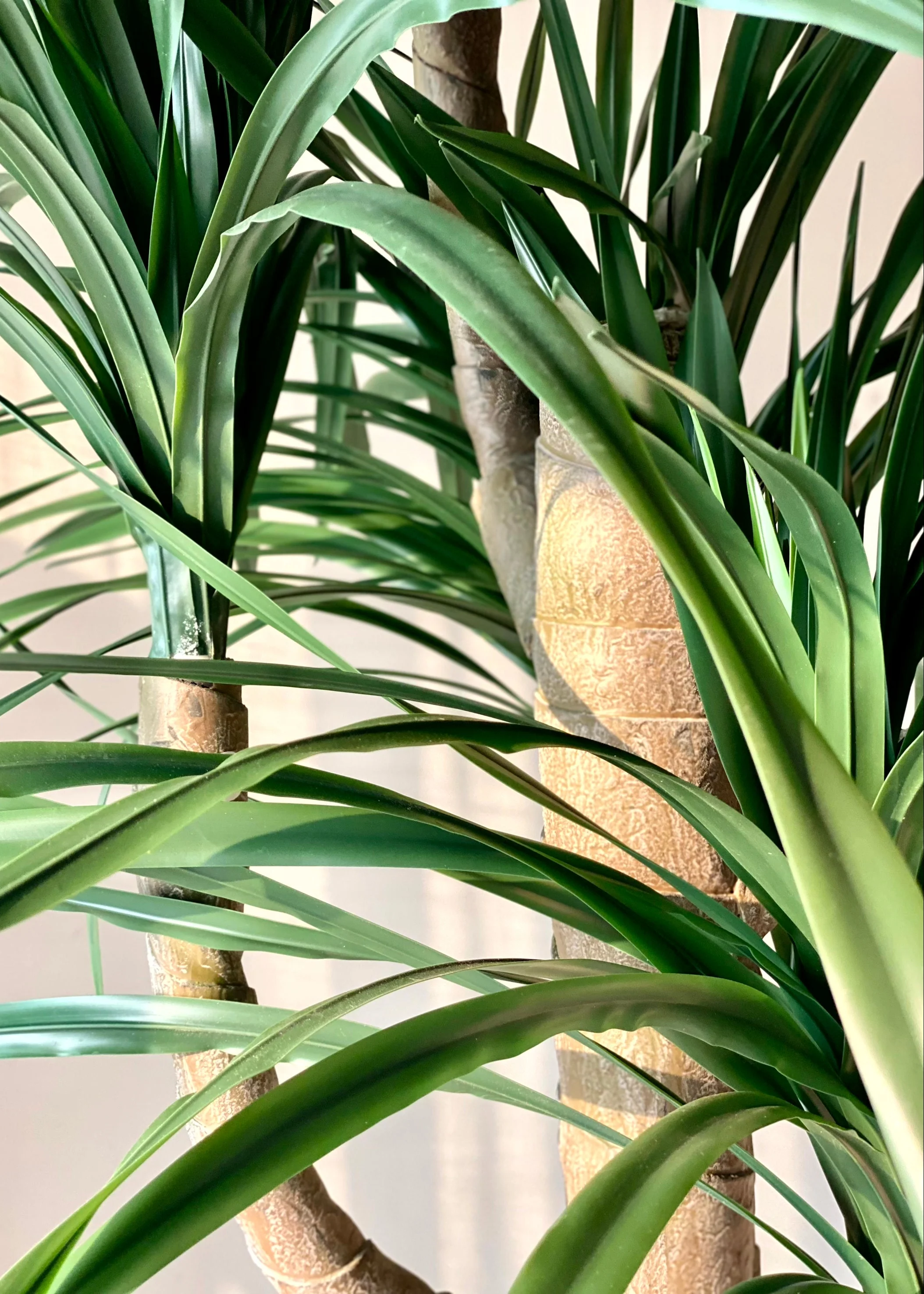 Artificial Dracaena Plant - 8 Feet - Image 6