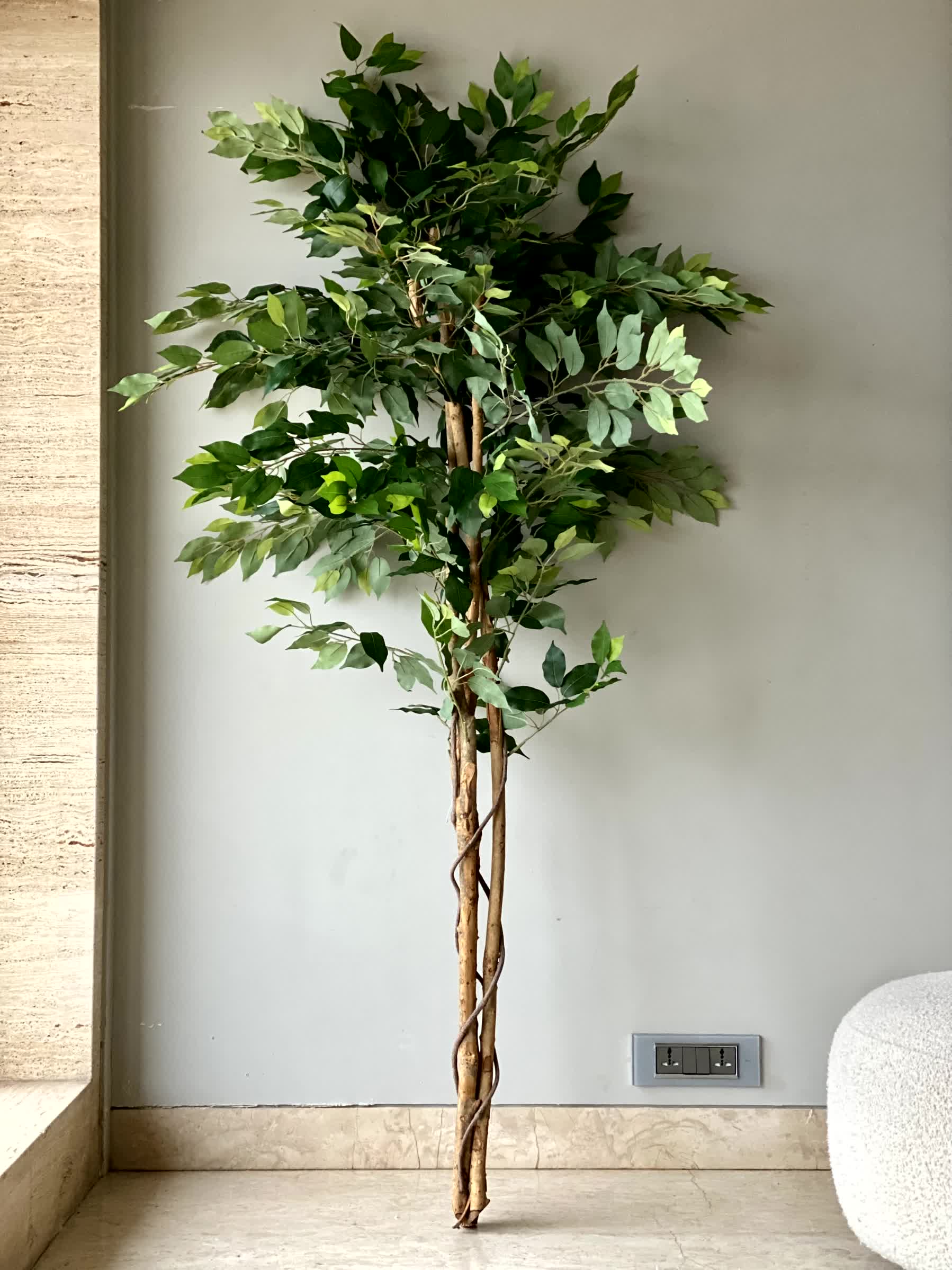 Artificial Dried Ficus Plant - 6.5 Feet - Image 3