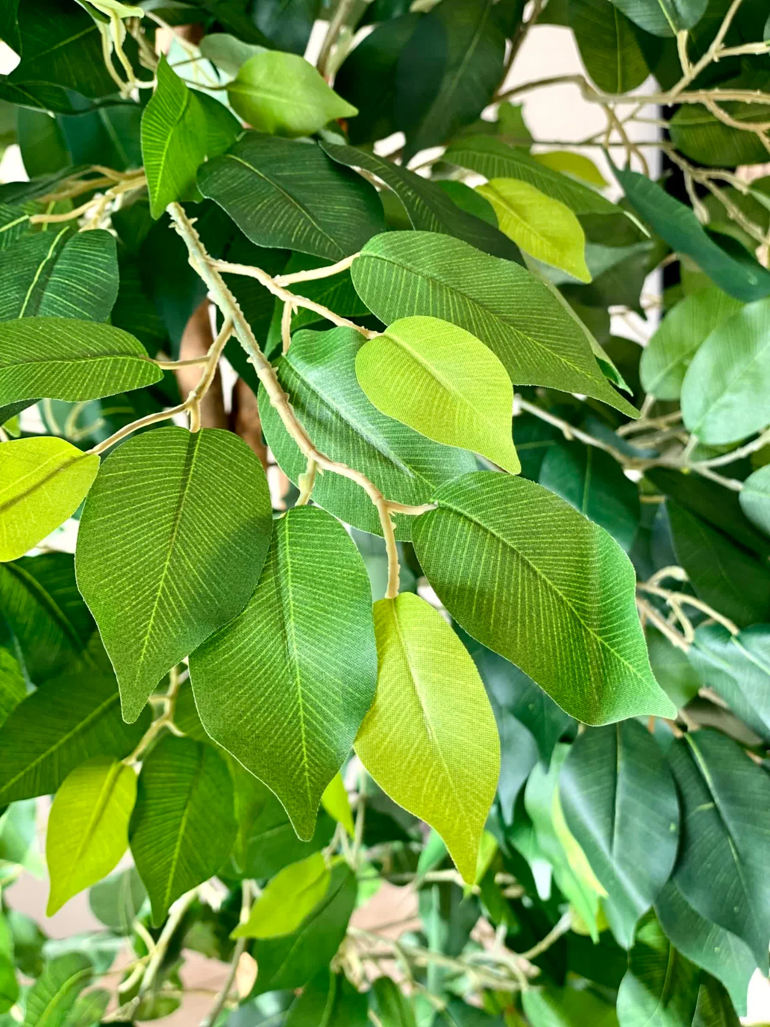 Artificial Dried Ficus Plant - 6.5 Feet - Image 5