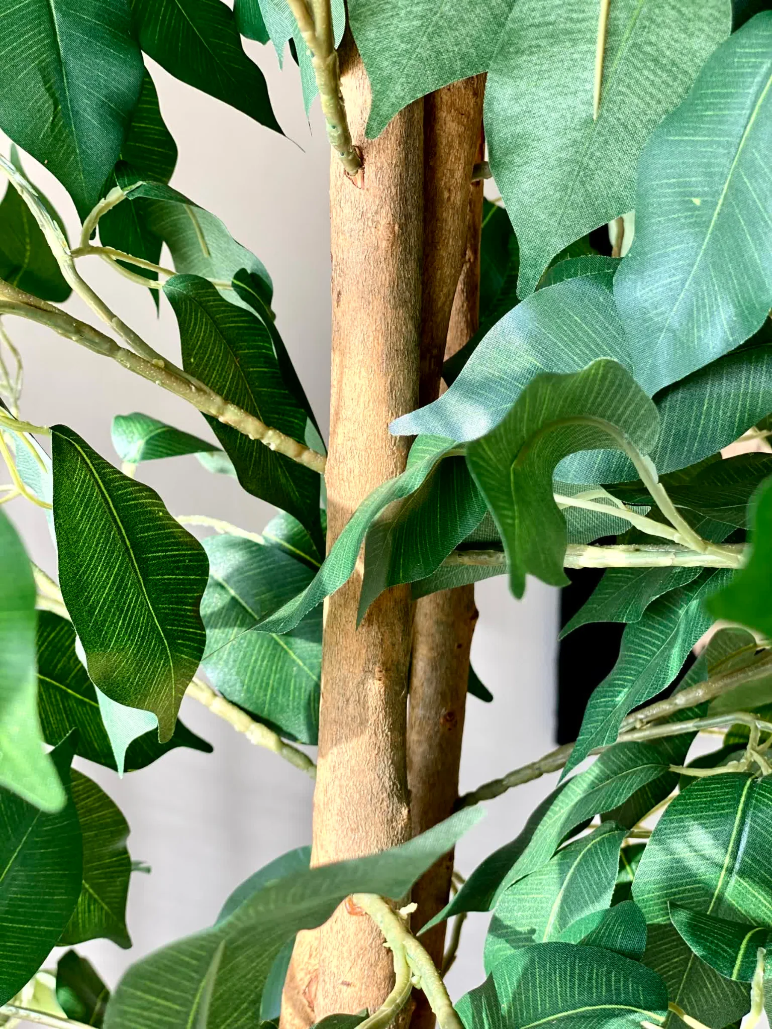 Artificial Dried Ficus Plant - 6.5 Feet - Image 6