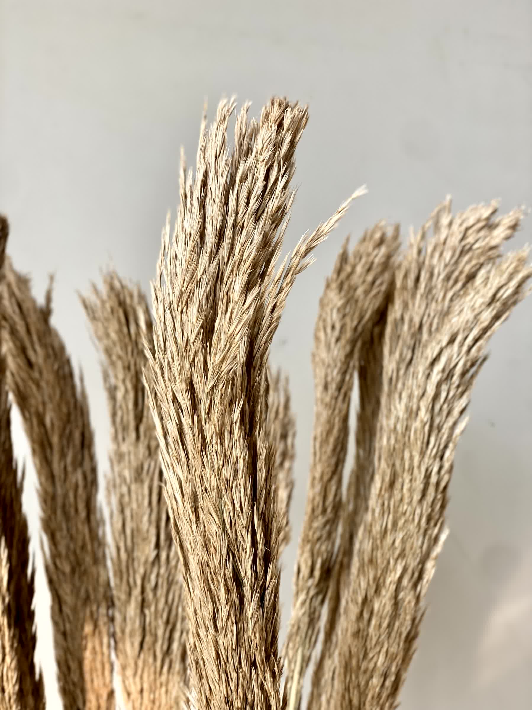 Artificial Foxtail Stem - Set of 8 - Image 7