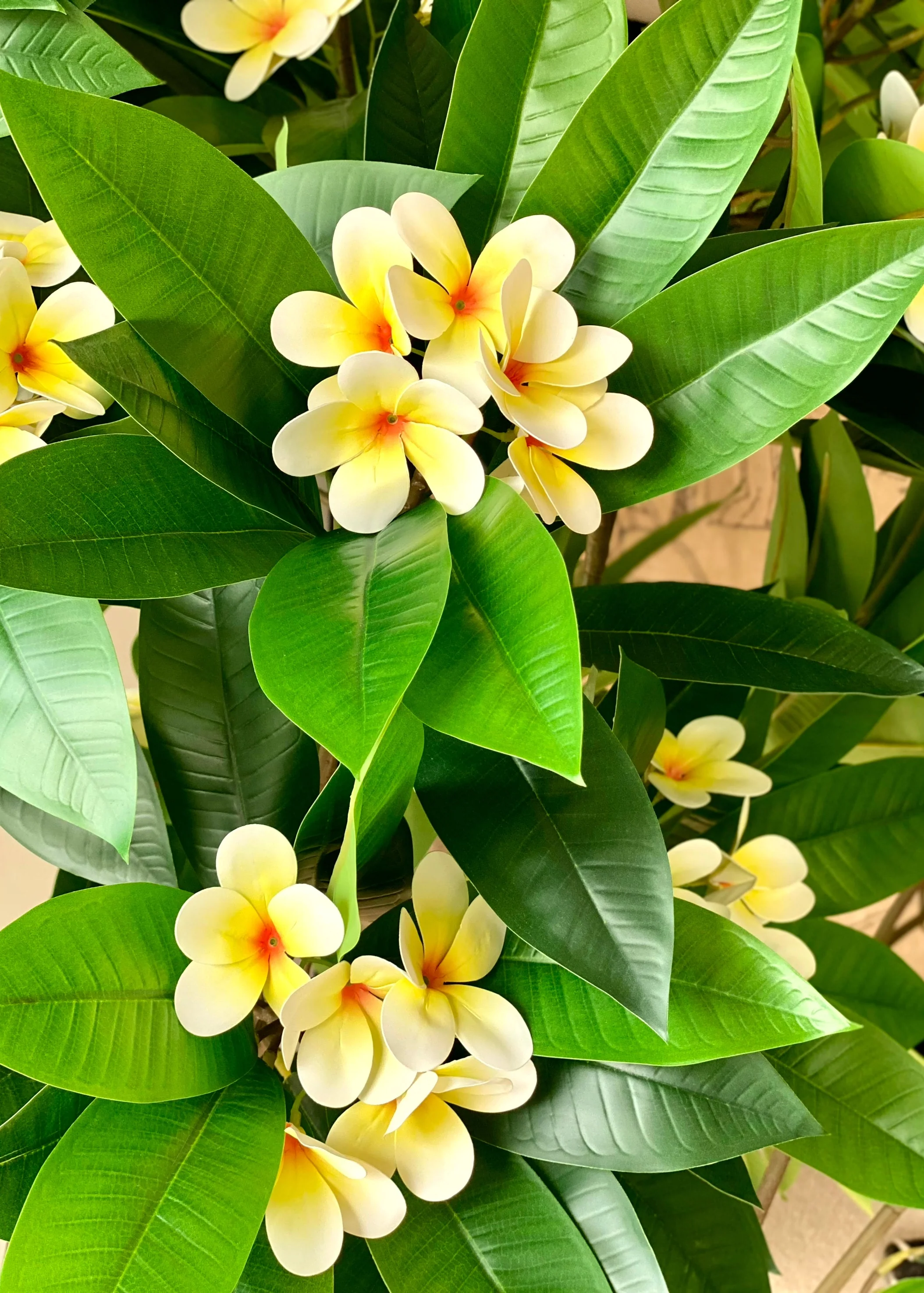 Artificial Frangipani Plant + Pot - 7.7 Feet (White) - Image 6