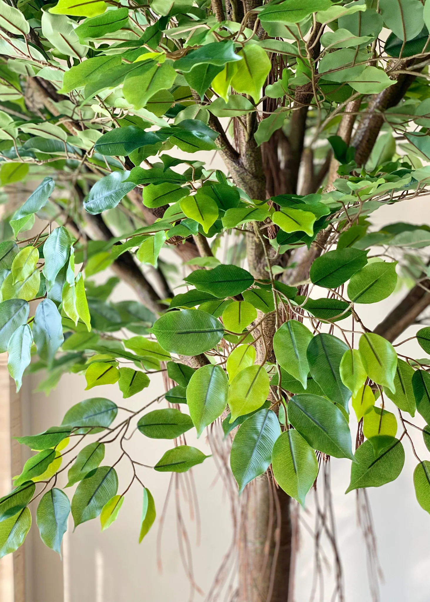 Artificial Grandiose Ficus Plant - 8 Feet - Image 8