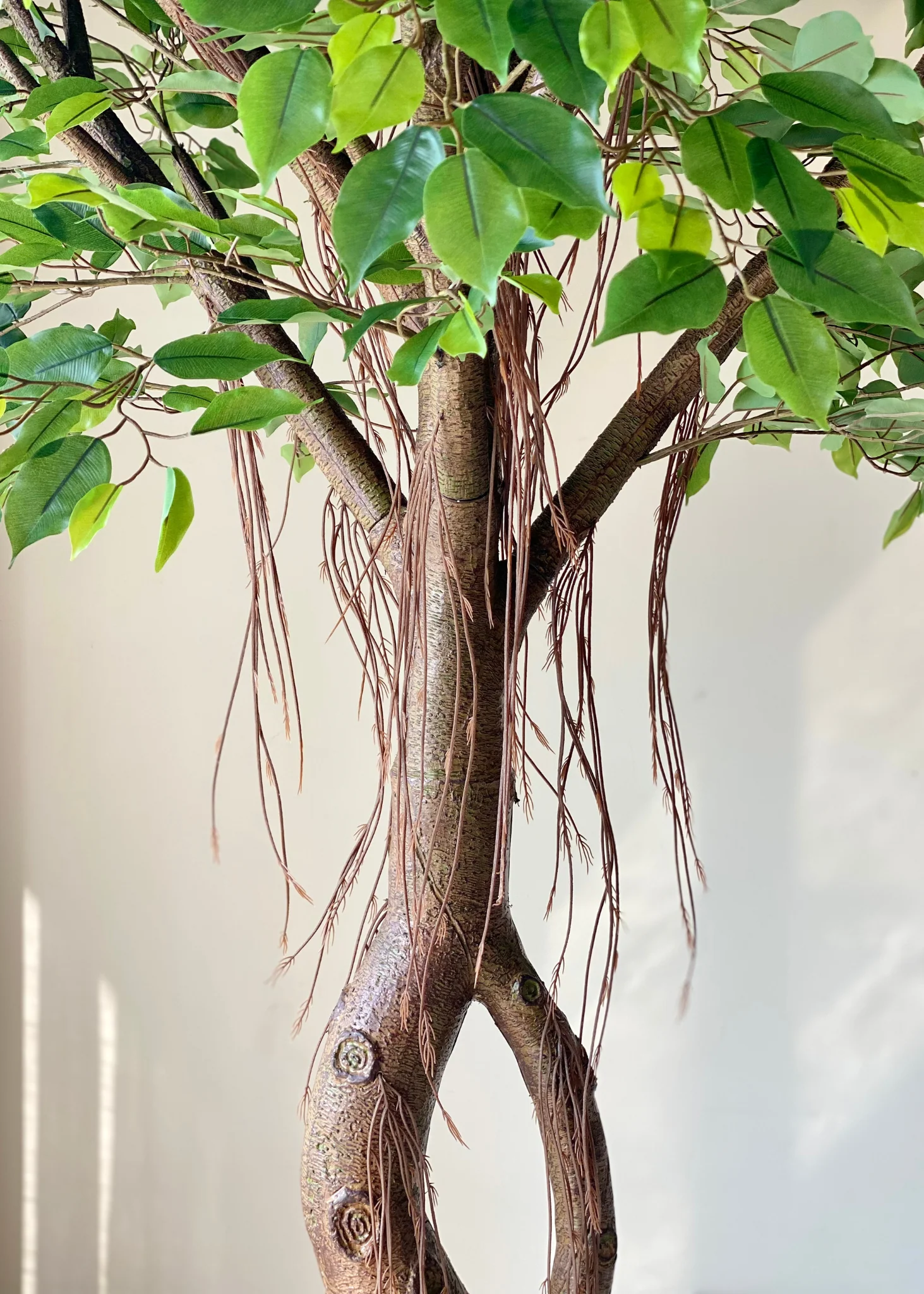 Artificial Grandiose Ficus Plant - 8 Feet - Image 9