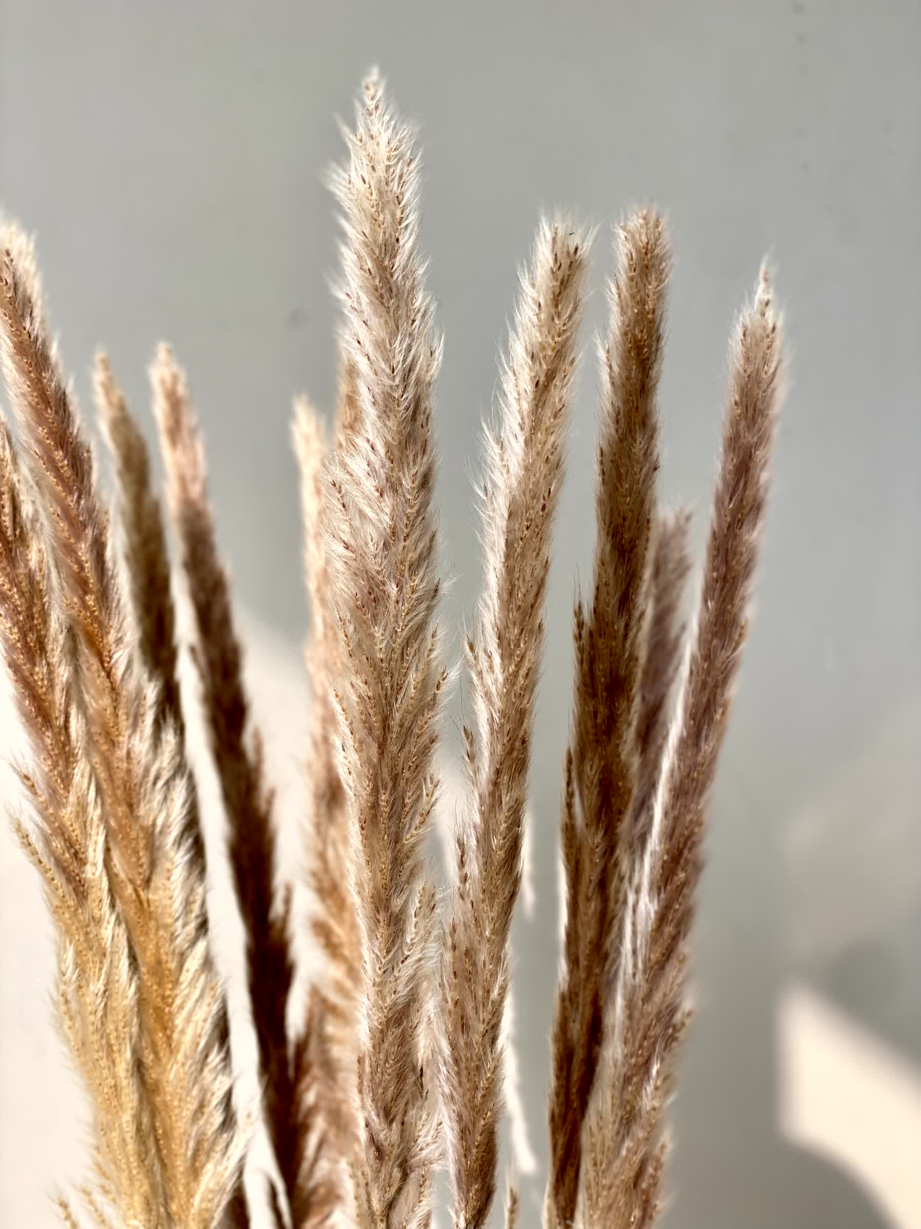 Artificial Pampas Stem - Set of 12 - Image 7