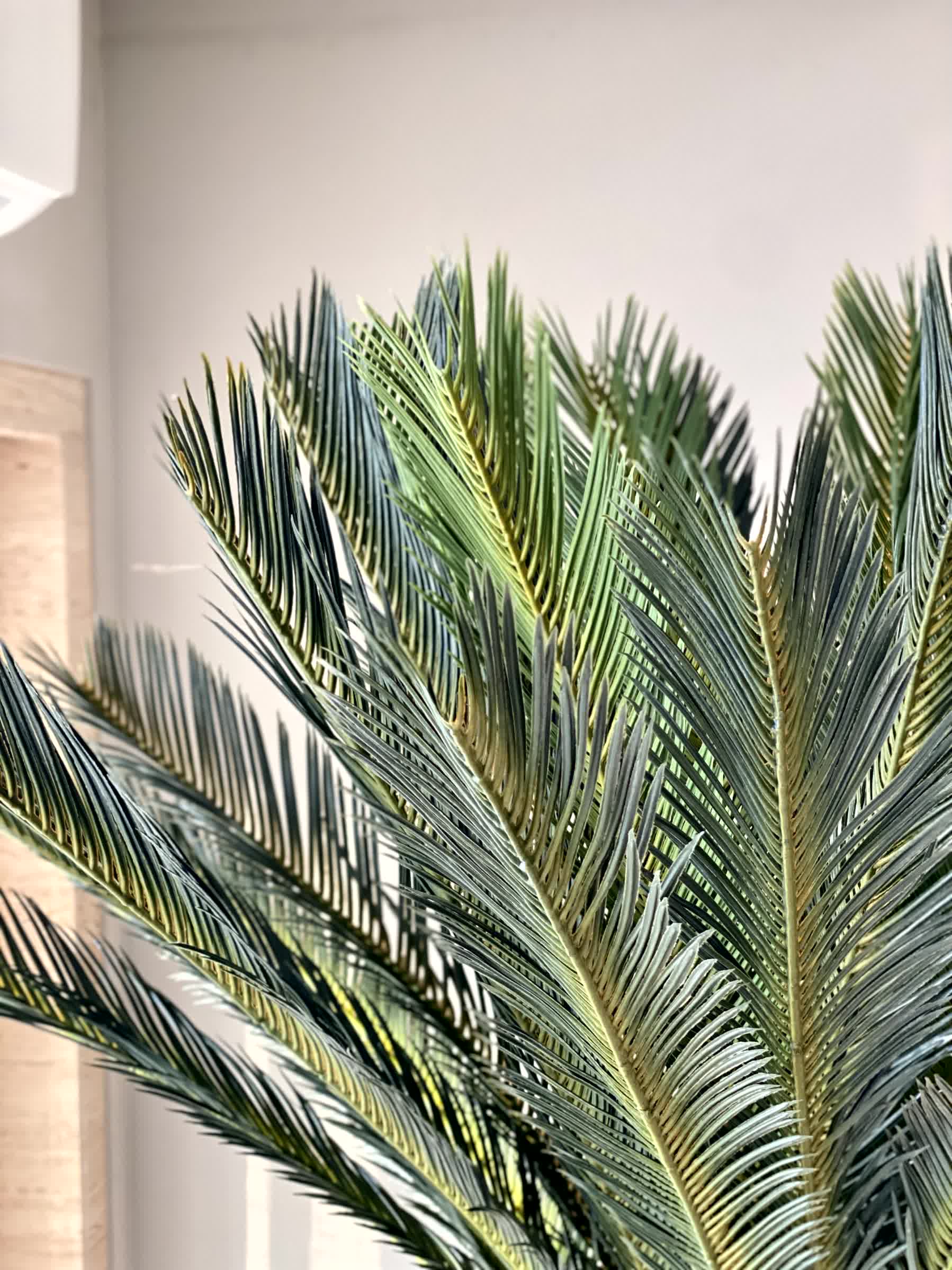 Artificial Sago Cycas Plant - 7 Feet - Image 4