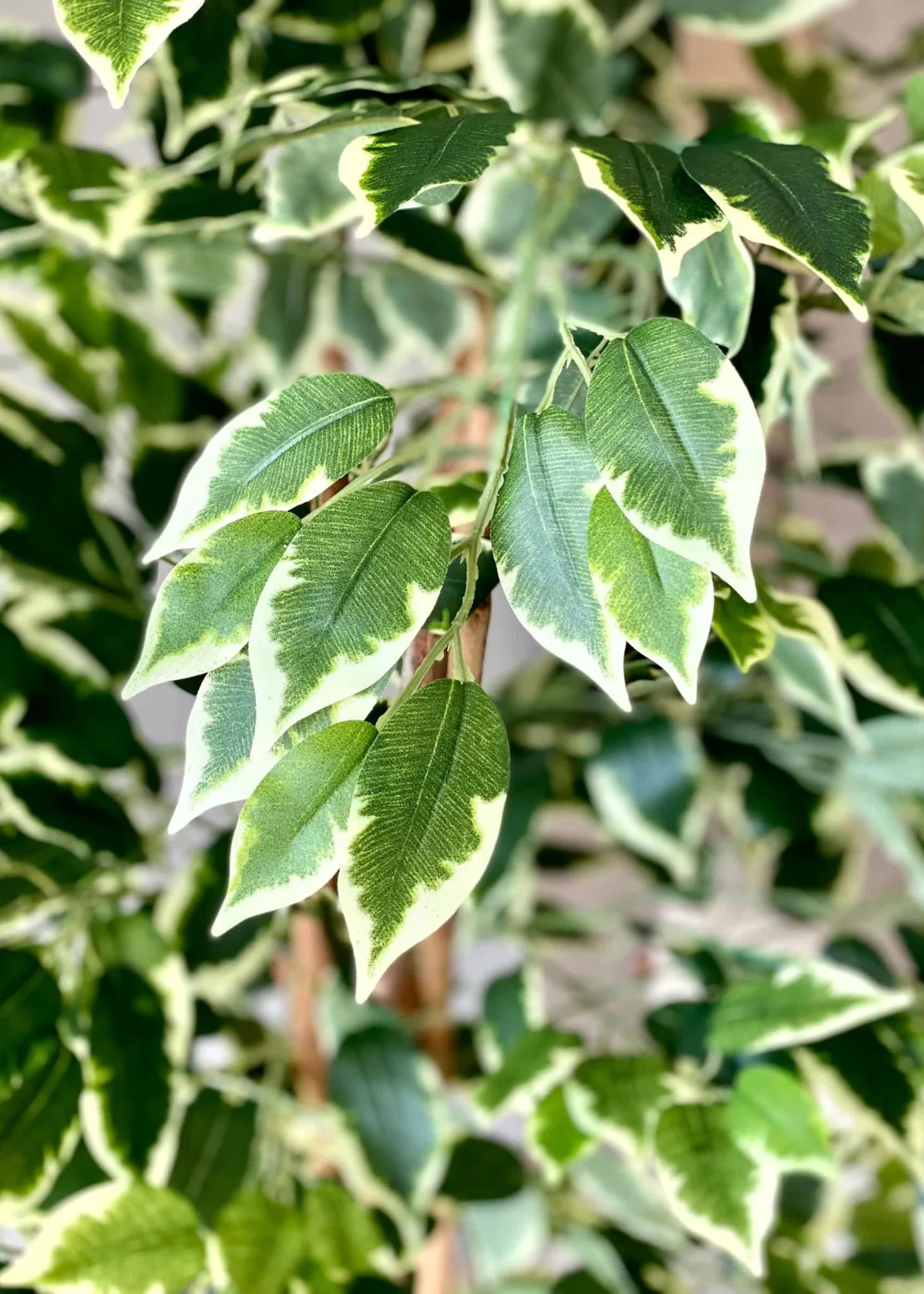 Artificial Variegated Dried Ficus Plant - 6.5 Feet - Image 8