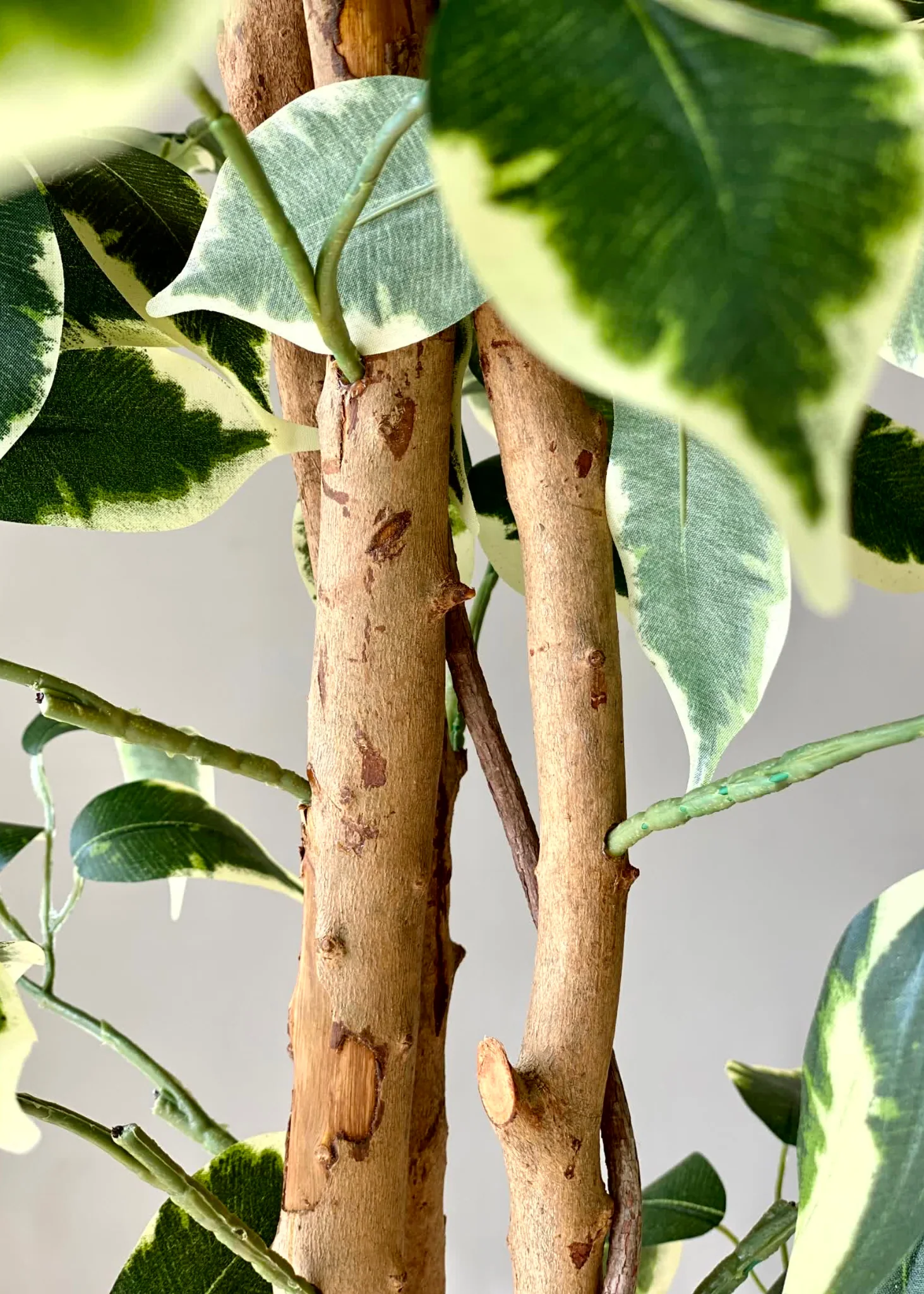 Artificial Variegated Dried Ficus Plant - 6.5 Feet - Image 9