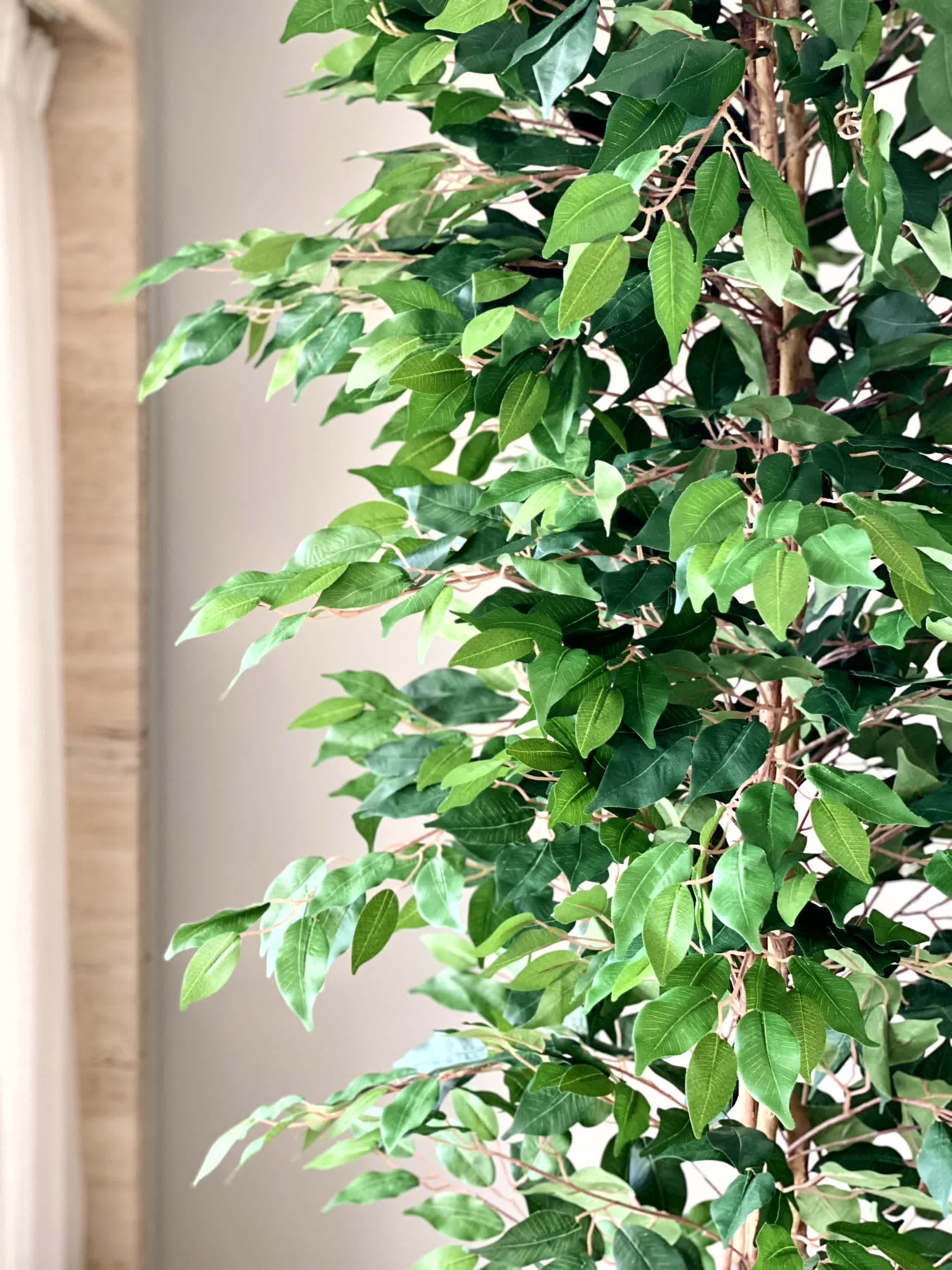 Artificial Weeping Ficus Plant - 7 Feet - Image 4