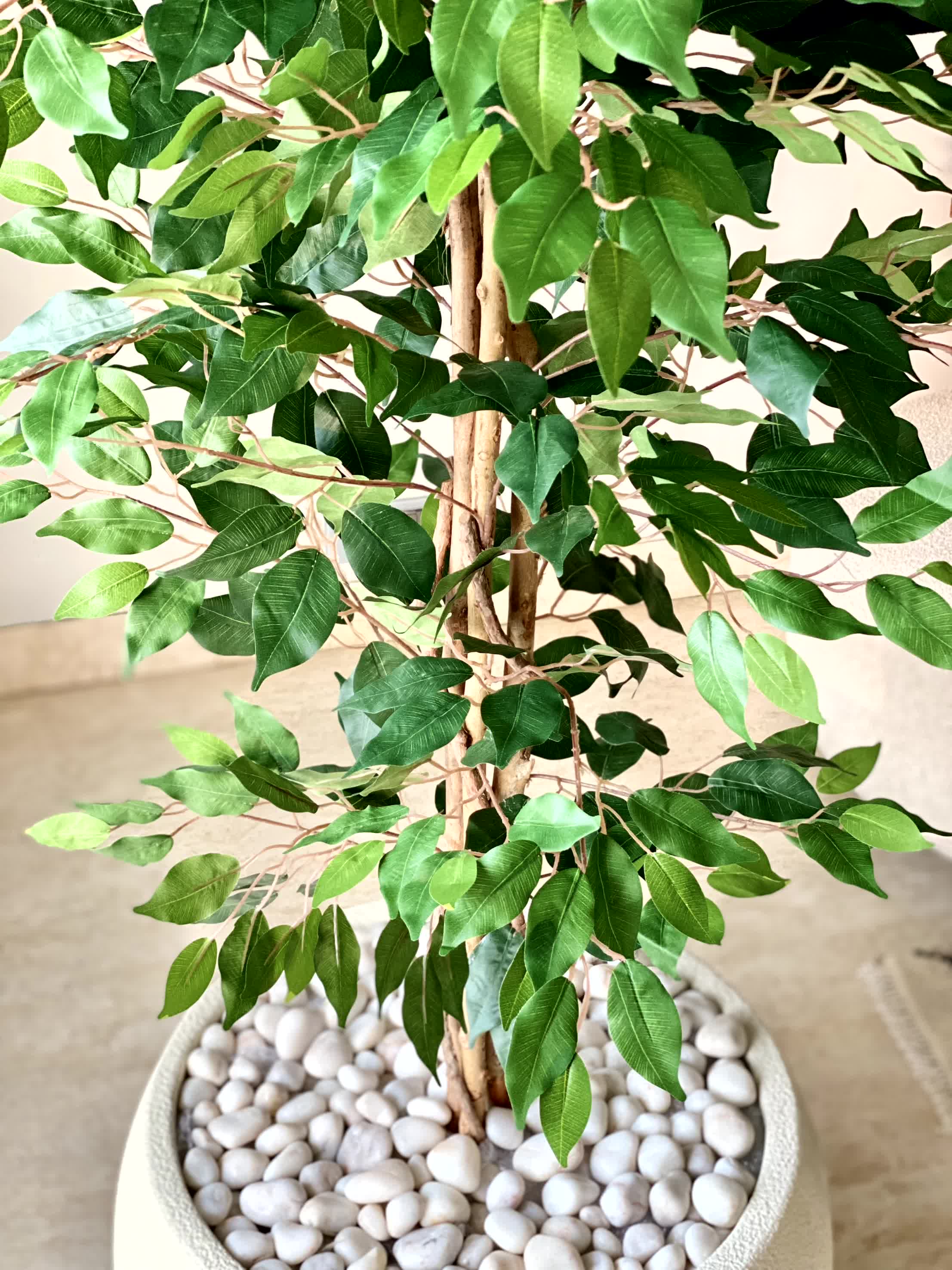 Artificial Weeping Ficus Plant - 7 Feet - Image 5